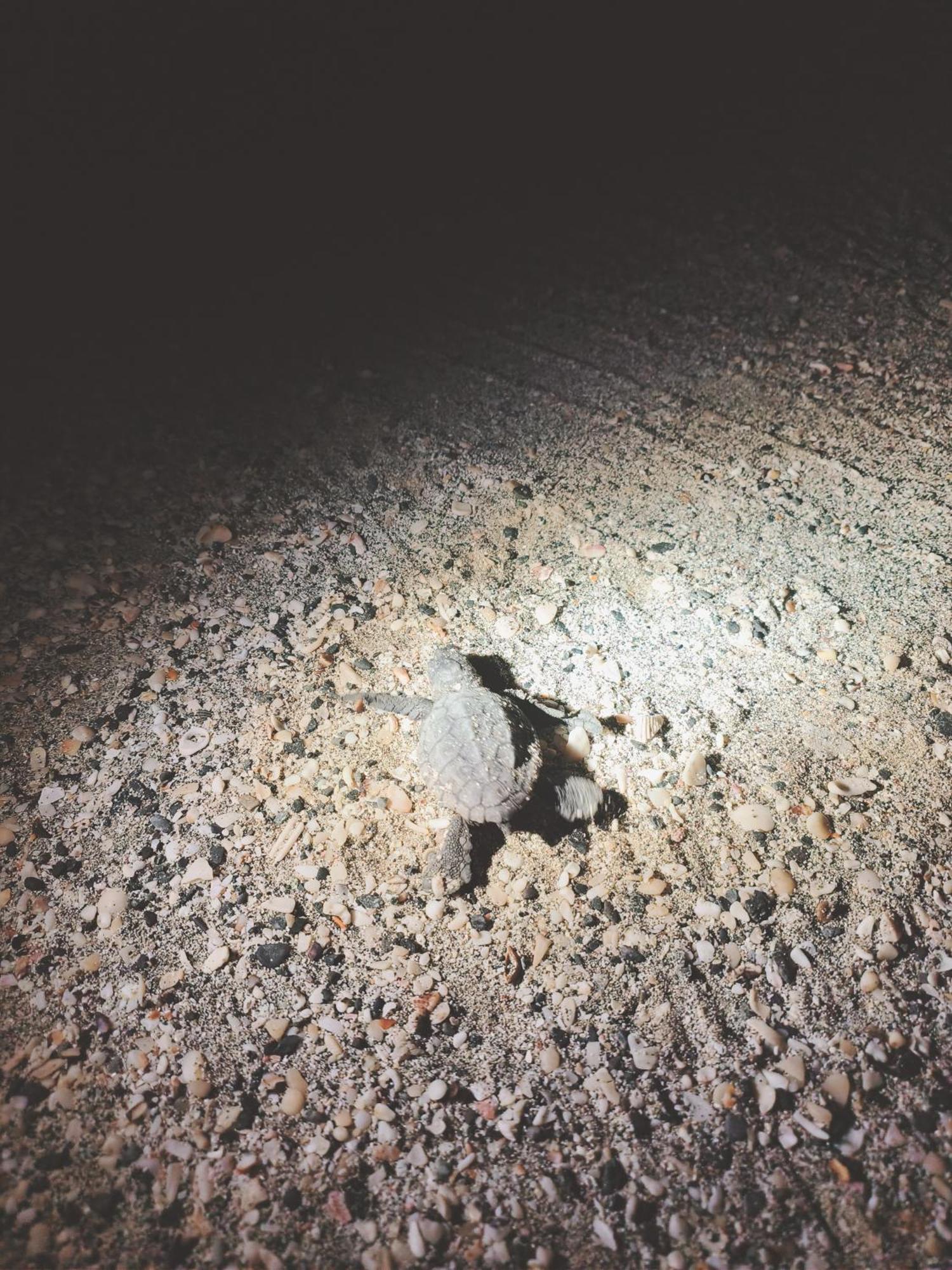 Masirah Beach Camp Masirah Island エクステリア 写真