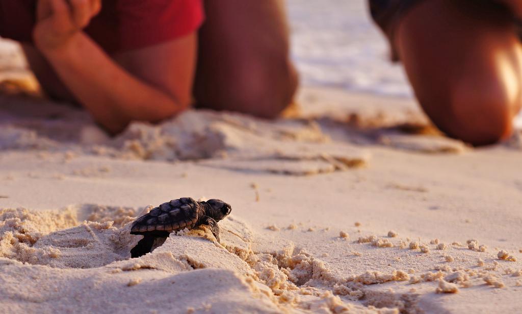 Masirah Beach Camp Masirah Island エクステリア 写真